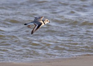 A stock image of a piping plover in flight.