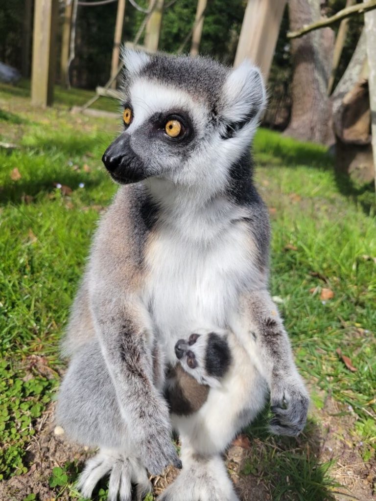 A baby lemur stays close to its mom