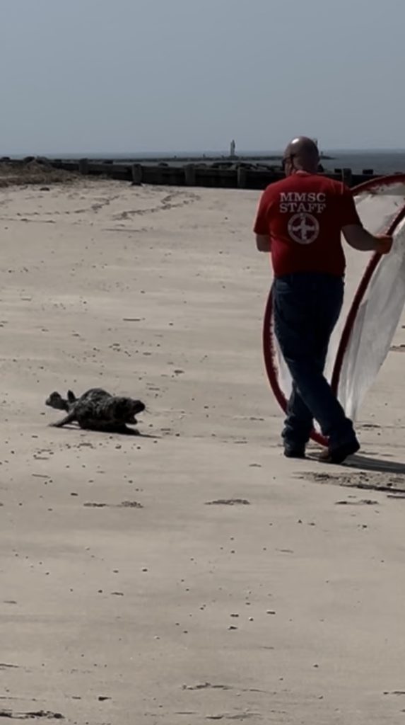 A stranding technician from the Marine Mammal Stranding Center