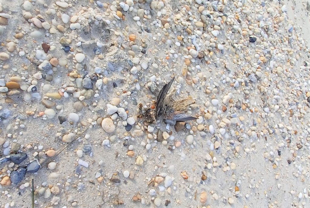 Shown are the remnants of a robin found along the Delaware Bay where at least 20 were found dead on the beach in Villas