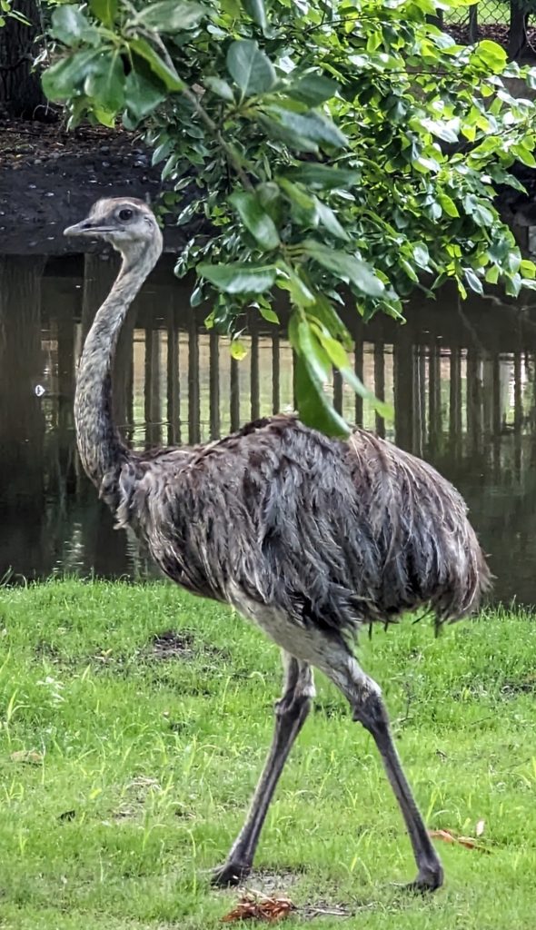 Two female Greater Rhea joined the South American section of the Cape May County Zoo this week