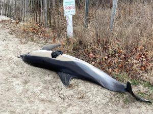 Shown is a file photo of a dead dolphin that was found on a Cape May beach April 1.