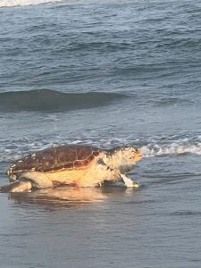 Marine Mammal Stranding Center reported that a necropsy performed on a loggerhead sea turtle that washed ashore in Wildwood Crest