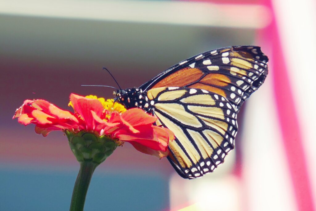 Monarch Butterfly Habitat Kits – EVENT ENDED