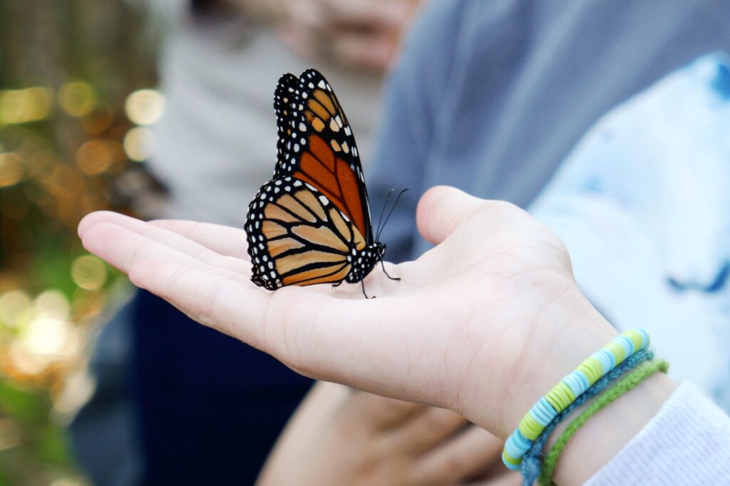 Monarch Butterfly Habitat Kits – EVENT ENDED