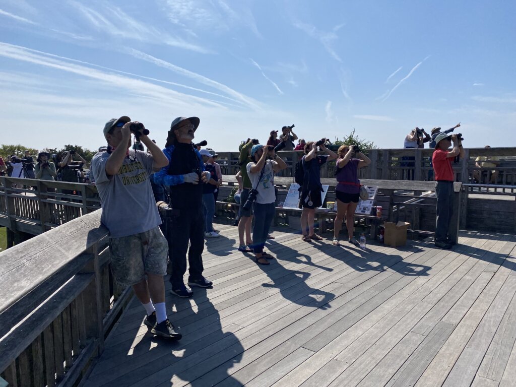 Fall Bird Migration is in Full Swing in Cape May