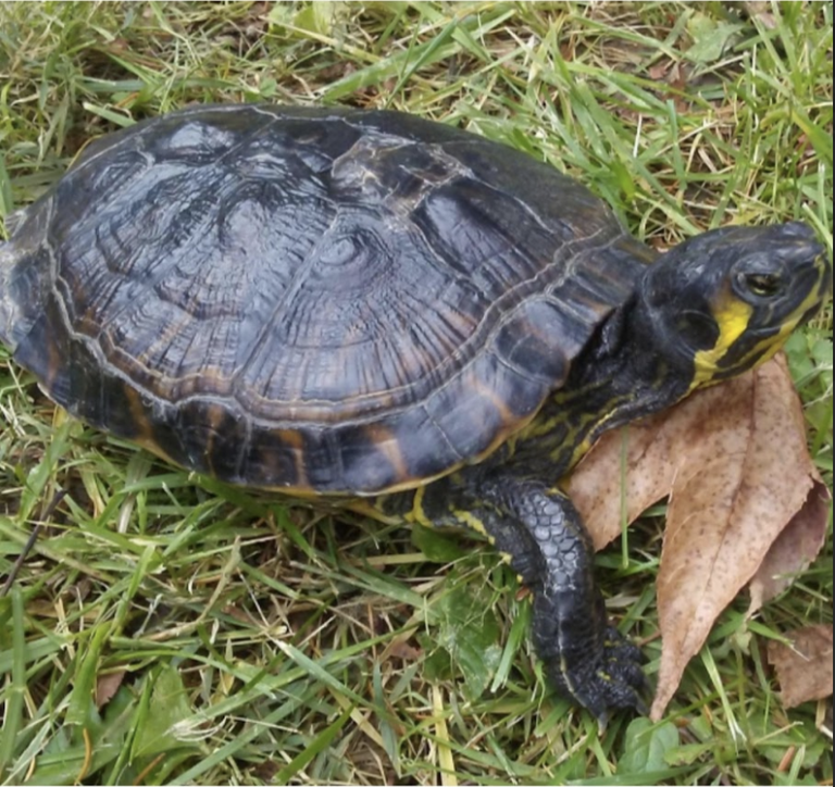 A Missing Turtle, a $2,000 Reward, and a Search That Goes On