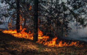 Wildfire - Shutterstock Option 1.jpg