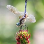 A blue dasher dragonfly, excited for spring and the return of food. Photo by Photo by Brett M. Ewald.