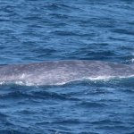 Blue Whale off Cape May by Cape May Whale Watch and Research Center