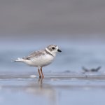 Piping plovers feed and nest on coastal sands across North American shores. Photo Credit: Emil Lundahl.