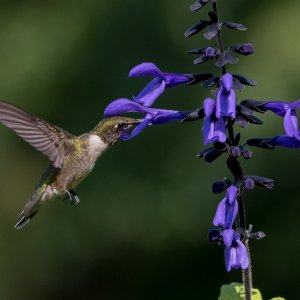 A Ruby-Throated Hummingbird on purple salvia. Photo by Jesse Amesbury.