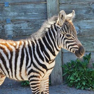 Zoo - Zebra Foal 4-24