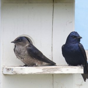 Pair,Of,Purple,Martins,(progne,Subis),Perched,On,The,Door