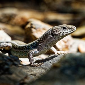 Small,Lizard,In,The,Sun